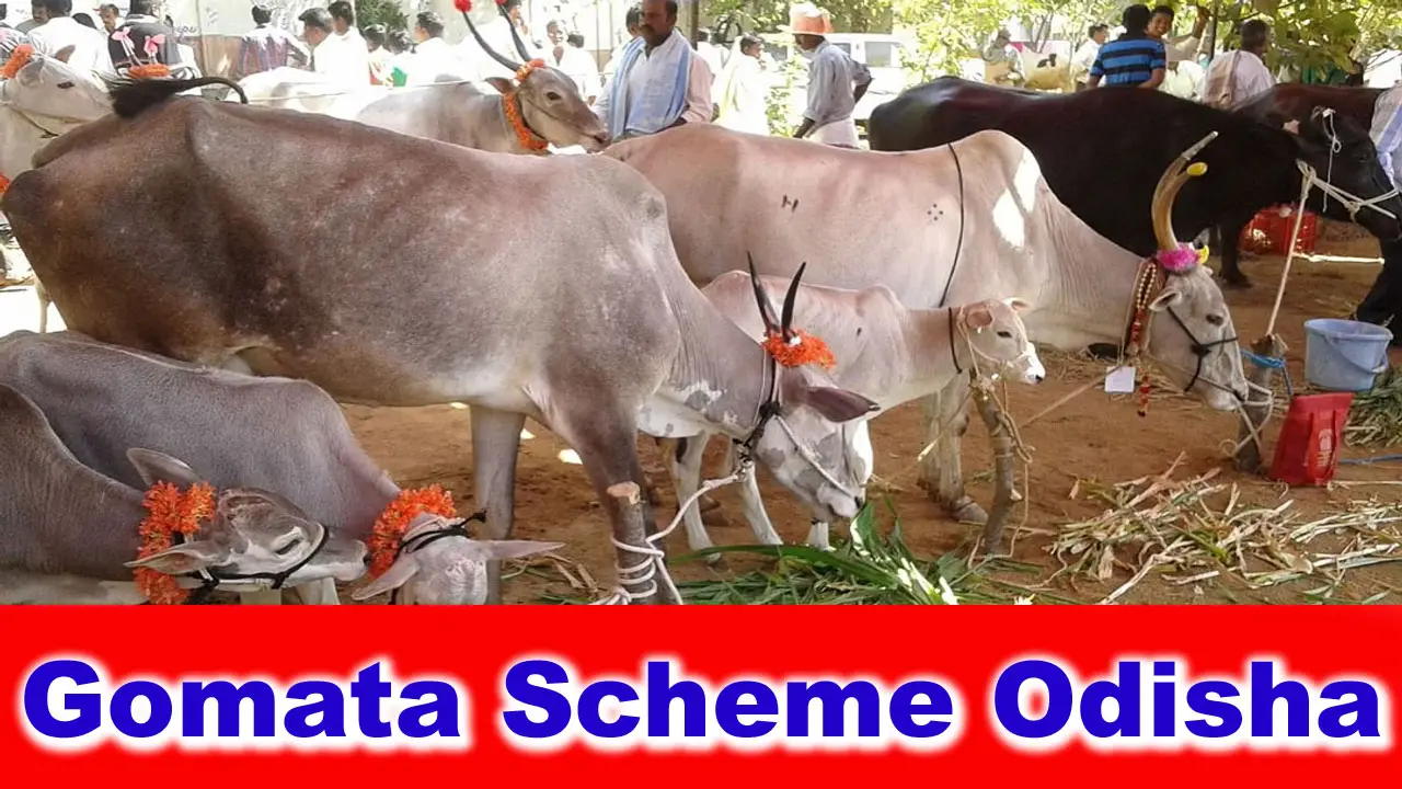 Gomata Scheme Odisha Details PDF - Odisha cabinet approves Rs 342.65 crore Gomata Scheme alt=